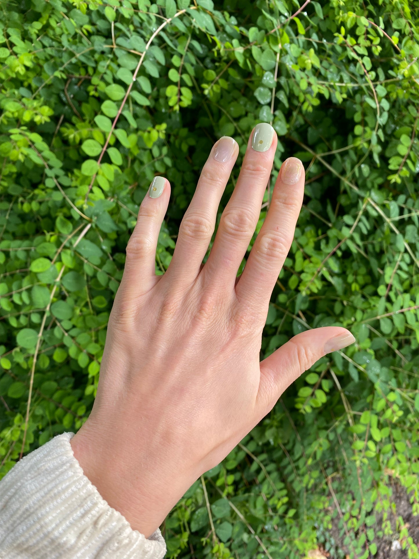 Lush Greenery